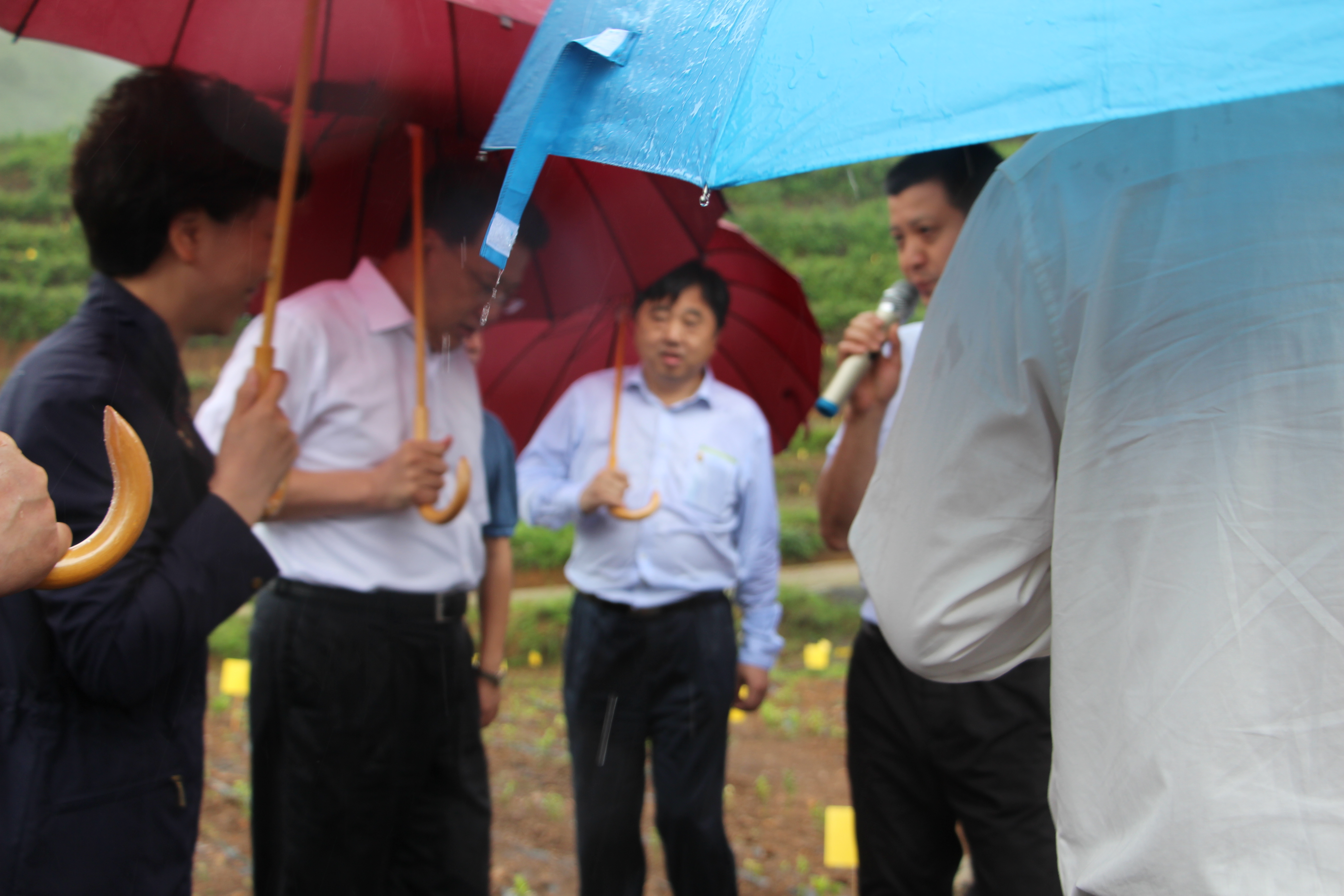 袁家军省长考察乐鱼（中国）贵州普安“白叶一号”工程种植基地