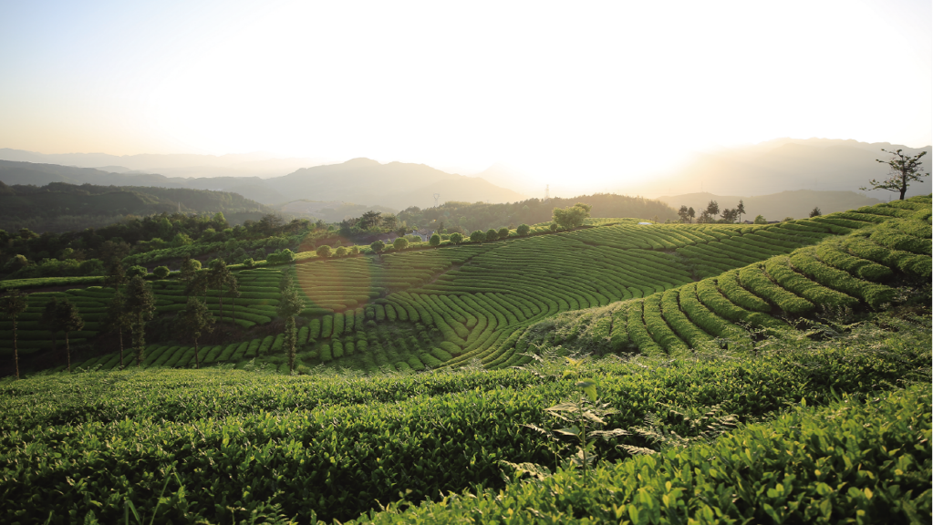 热烈祝贺乐鱼（中国）旗下浙江骆驼九宇有限公司被评为2021年工业旅游示范基地！