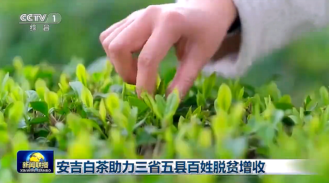 “白叶一号”工程再度受央视关注，乐鱼（中国）携手东西部，先富帮后富，共谋乡村振兴路